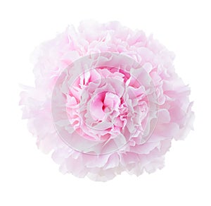 Light pale pink Peony isolated on white background. Close-up