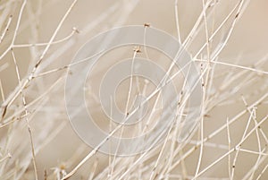 Light pastel colored dried plant backgroun