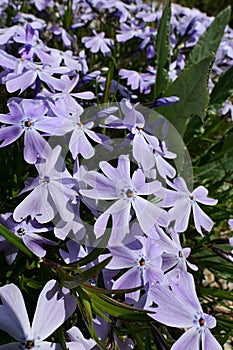 Light pastel purple coloured flowers of Creeping Phlox plant