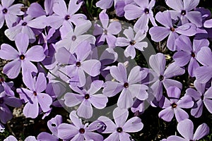 Light pastel purple coloured flowers of Creeping Phlox plant