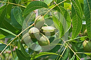 LIGHT ON PECAN NUT CLUSTER AND FOLIAGE ON A TREE