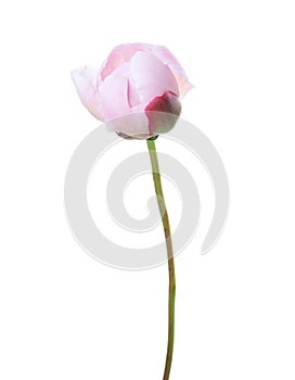 Light peony isolated on white background