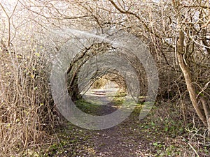 light piercing through holloway of branches country track path photo