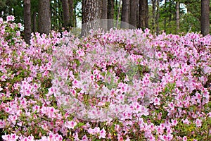 Azaleas in full bloom photo