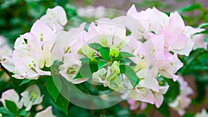 Light pink Bougainvillea