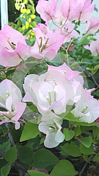 Light Pink Bougainvillea