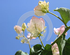 Light pink Bougainvillea over blue sky, Touch of spring