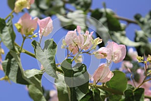 Light pink Bougainvillea over blue sky, Touch of spring