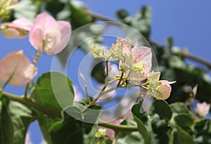 Light pink Bougainvillea over blue sky, Touch of spring