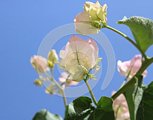 Light pink Bougainvillea over blue sky, Touch of spring photo