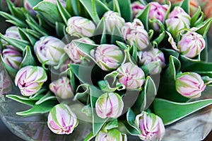 Light pink bouquet of tulips