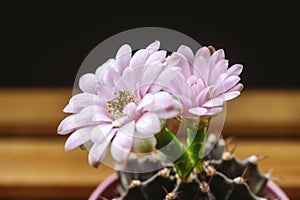 Light Pink Cactus Flowers