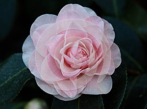 Light Pink Camellia In Bloom