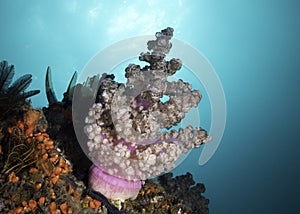 A light pink Cauliflower soft coral photo