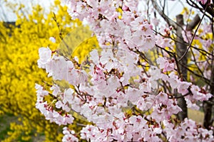 Light pink cherry blossoms with yellow Forsythia behind,Hanamiyama Park,Fukushima,Tohoku,Japan.