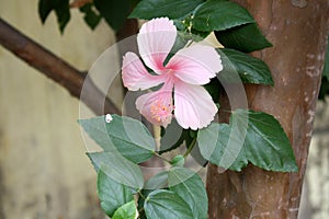 Light pink Chinese hibiscus (Hibiscus rosa sinensis) flower with green foliage : (pix Sanjiv Shukla)