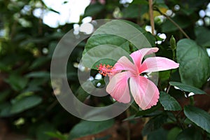 Light pink Chinese hibiscus (Hibiscus rosa sinensis) flower with green foliage : (pix Sanjiv Shukla)