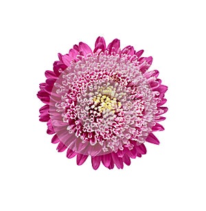 Light pink chrysanthemum, aster with yellow stamens on white isolated background. Close-up. big fluffy flower