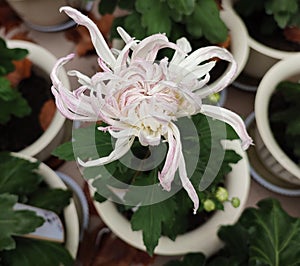 light pink chrysanthemum flower blossoms with long petals