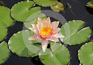 Light pink color of Tropical Day-Flowering Waterlily on top of a pond