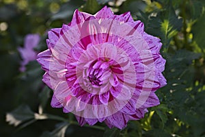 Light pink colored Dahlia flower with stripes and water drops on petals