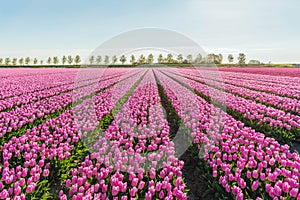 Light pink colored tulip flowers in long converging flower beds