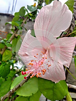 Light pink colour hisbiscus flower .full sunlight