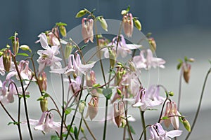 Light Pink Columbines