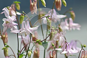 Light Pink Columbines