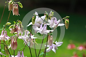 Light Pink Columbines