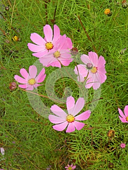 Light pink Cosmos bipinnatus among wiry leaves