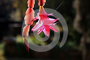 LIGHT ON PINK CRAB CLAW FLOWER AND LEAF