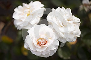 Light pink or creamy pink Dame Cath floribunda roses