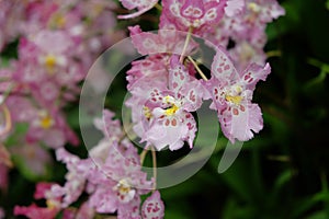 Light Pink Cymbidium Orchids