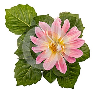 Light pink dahlia