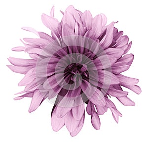 Light pink dahlia flower white background isolated with clipping path. Closeup. For design.