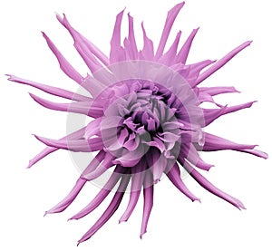 Light pink Dahlia flower, white isolated background with clipping path. Closeup. no shadows. For design. Bright shaggy flower