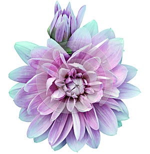 Light pink dahlia. Flower on a white isolated background with clipping path. For design. Closeup