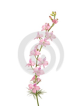 Light pink Delphinium isolated on white background