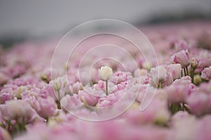 Light pink double tulips outdoors in the park in spring the nether;ands