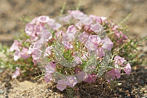 A light pink flower in a desert.