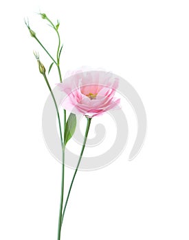 Light pink flower of Eustoma isolated on white background