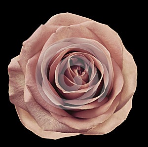 Light pink flower rose on black isolated background with clipping path. no shadows. Closeup. For design.