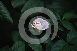 Light pink flower of rose mimi eden in full bloom on green leaf background