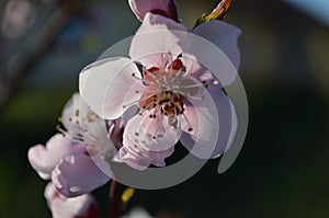 Light pink flower in spring