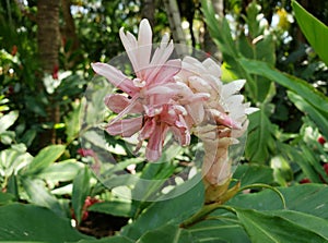 light pink flower in a tropical garden in spring season