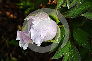 Light pink flowering peony  bud or paeony with dew drops