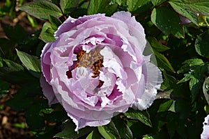 Light pink flowering peony or paeony with dew drops