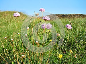 Light Pink Flowers