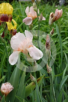 Light pink flowers and buds of Iris germanica in May